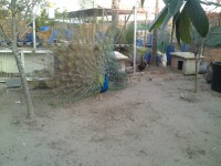 /album/del-encuentro-criadero/imagen-001-jpg1/